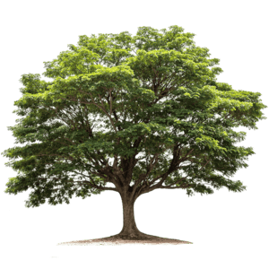 Tree planted in the  Fire Recovery for PNW Tribes and Communities